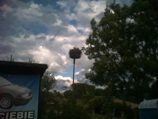 Gniazdo z bocianami przy sanktuarium